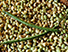 Feijão Verde