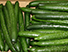 Pepino Japonês