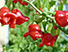 Pimenta Cambuci