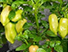 Pimenta de Cheiro