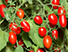 Tomate Cereja