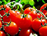Tomate Extra