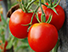 Tomate Médio