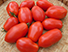 Tomate Napoli